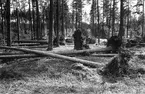 Skog mellan Storvik - Hammarby.