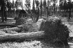 Skog mellan Storvik - Hammarby.