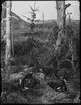 Diorama från Biologiska museets utställning om nordiskt djurliv i havs-, bergs- och skogsmiljö. Fotografi från omkring år 1900.
Biologiska museets utställning