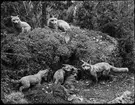 Diorama från Biologiska museets utställning om nordiskt djurliv i havs-, bergs- och skogsmiljö. Fotografi från omkring år 1900.
Biologiska museets utställning
Räv
Rödräv
Vulpes Vulpes (Linnaeus)