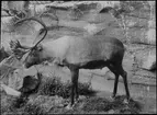 Diorama från Biologiska museets utställning om nordiskt djurliv i havs-, bergs- och skogsmiljö. Fotografi från omkring år 1900.
Biologiska museets utställning
Ren
Rangifer Tarandus (Linnaeus)