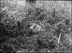 Diorama från Biologiska museets utställning om nordiskt djurliv i havs-, bergs- och skogsmiljö. Fotografi från omkring år 1900.
Biologiska museets utställning
Skogshare
Lepus Timidus (Linnaeus)