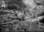 Diorama från Biologiska museets utställning om nordiskt djurliv i havs-, bergs- och skogsmiljö. Fotografi från omkring år 1900.
Biologiska museets utställning
Ekorre
Sciurus vulgaris (Linnaeus)