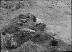 Diorama från Biologiska museets utställning om nordiskt djurliv i havs-, bergs- och skogsmiljö. Fotografi från omkring år 1900.
Biologiska museets utställning
Fjällripa
Lagopus muta (Montin)