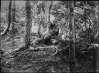 Diorama från Biologiska museets utställning om nordiskt djurliv i havs-, bergs- och skogsmiljö. Fotografi från omkring år 1900.
Biologiska museets utställning
Järv
Gulo Gulo (Linnaeus)