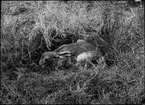 Diorama från Biologiska museets utställning om nordiskt djurliv i havs-, bergs- och skogsmiljö. Fotografi från omkring år 1900.
Biologiska museets utställnig
Hare
Skogshare
Lepus Timidus (Linnaeus)