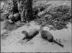 Diorama från Biologiska museets utställning om nordiskt djurliv i havs-, bergs- och skogsmiljö. Fotografi från omkring år 1900.
Biologiska museets utställning
Vessla
Mustela Nivalis Vulgaris (Linnaeus)