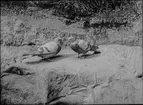 Diorama från Biologiska museets utställning om nordiskt djurliv i havs-, bergs- och skogsmiljö. Fotografi från omkring år 1900.
Biologiska museets utställning