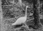 Diorama från Biologiska museets utställning om nordiskt djurliv i havs-, bergs- och skogsmiljö. Fotografi från omkring år 1900.
Biologiska museets utställning
Svan
Knölsvan
Cygnus Olor (Gmelin)
And
Gräsand
Anas Platyrhynchos (Linnaeus)