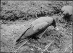 Diorama från Biologiska museets utställning om nordiskt djurliv i havs-, bergs- och skogsmiljö. Fotografi från omkring år 1900.
Bilogiska museets utställning
Kråka
Corvus Cornix (Linnaeus)