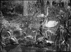 Diorama från Biologiska museets utställning om nordiskt djurliv i havs-, bergs- och skogsmiljö. Fotografi från omkring år 1900.
Biologiska museets utställning
Storlom
Gavia Arctica (Linnaeus)
Svan
Knölsvan
Cygnus Olor (Gmelin)
