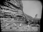 Diorama från Biologiska museets utställning om nordiskt djurliv i havs-, bergs- och skogsmiljö. Fotografi från omkring år 1900.
Biologiska museets utställning
Ren
Rangifer Tarandus (Linnaeus)
Sillgrissla
Uria Aalge (Pontoppidan)
Lunnefågel
Fratercula Arctica
Uggla
Fjälluggla
Bubo Scandiacus (Linnaeus)
Vulpes Lagopus (Linnaeus)