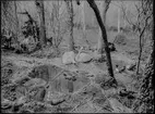 Diorama från Biologiska museets utställning om nordiskt djurliv i havs-, bergs- och skogsmiljö. Fotografi från omkring år 1900.
Biologiska museets utställning
Svan
Knölsvan
Cygnus Olor (Gmelin)