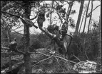 Diorama från Biologiska museets utställning om nordiskt djurliv i havs-, bergs- och skogsmiljö. Fotografi från omkring år 1900.
Biologiska museets utställning
Björn
Brunbjörn
Ursus Arctos (Linnaeus)
Berguv
Bubo Bubo (Linnaeus)