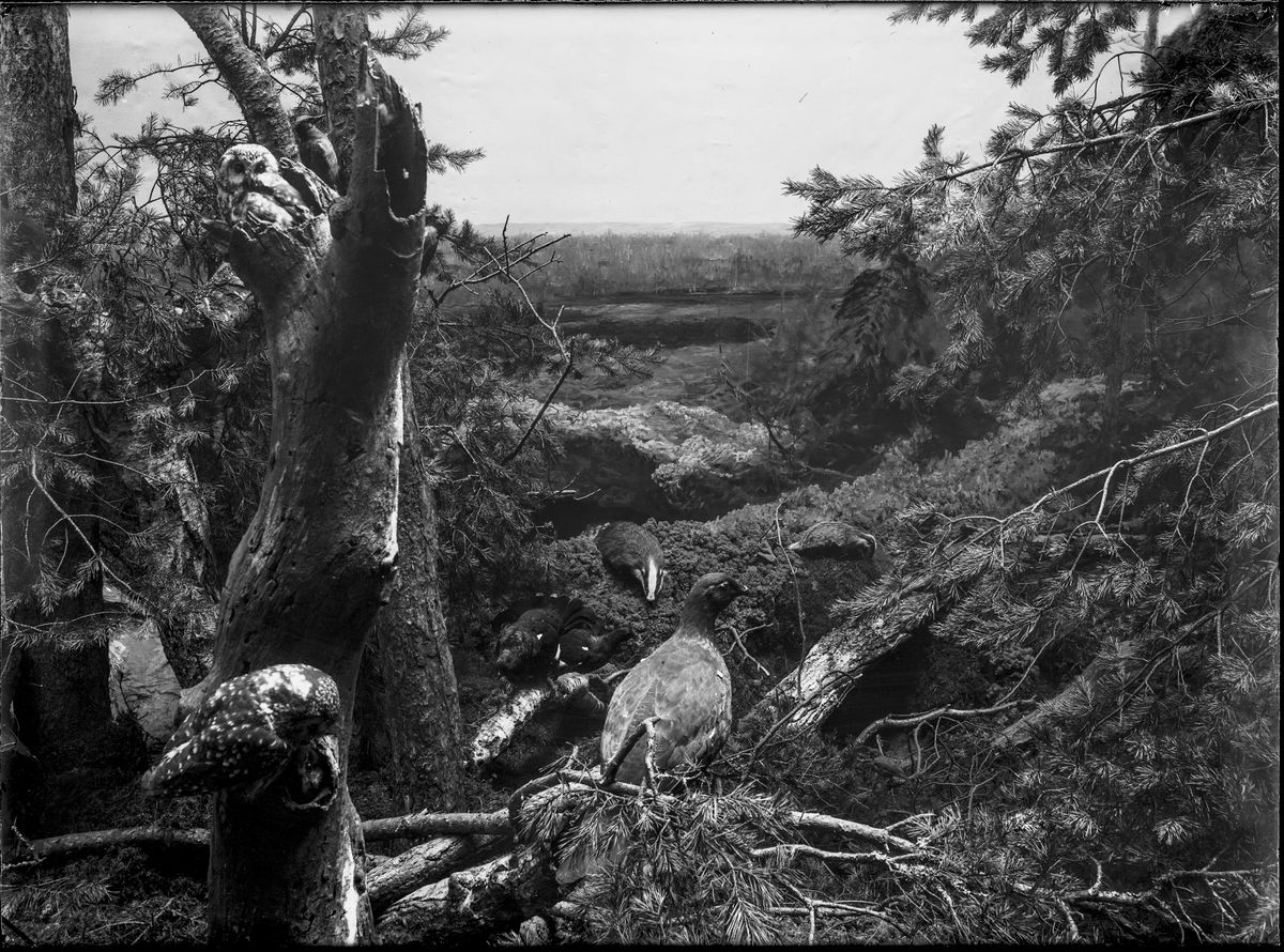 Diorama från Biologiska museets utställning om nordiskt djurliv i havs-, bergs- och skogsmiljö. Fotografi från omkring år 1900.
Biologiska museets utställning