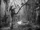 Diorama från Biologiska museets utställning om nordiskt djurliv i havs-, bergs- och skogsmiljö. Fotografi från omkring år 1900.
Biologiska museets utställning
Knölsvan
Cygnus Olor (Gmelin)
Sothöna
Fulica Atra (Linnaeus)