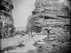 Diorama från Biologiska museets utställning om nordiskt djurliv i havs-, bergs- och skogsmiljö. Fotografi från omkring år 1900.
Biologiska museets utställning
Trana
Grus Grus (Linnaeus)
Skarv
Storskarv
Phalacrocorax Carbo (Linnaeus)
Sillgrissla
Uria Aalge (Pontoppidan)
Örn
Havsörn
Haliaeetus Albicilla (Linneaus)