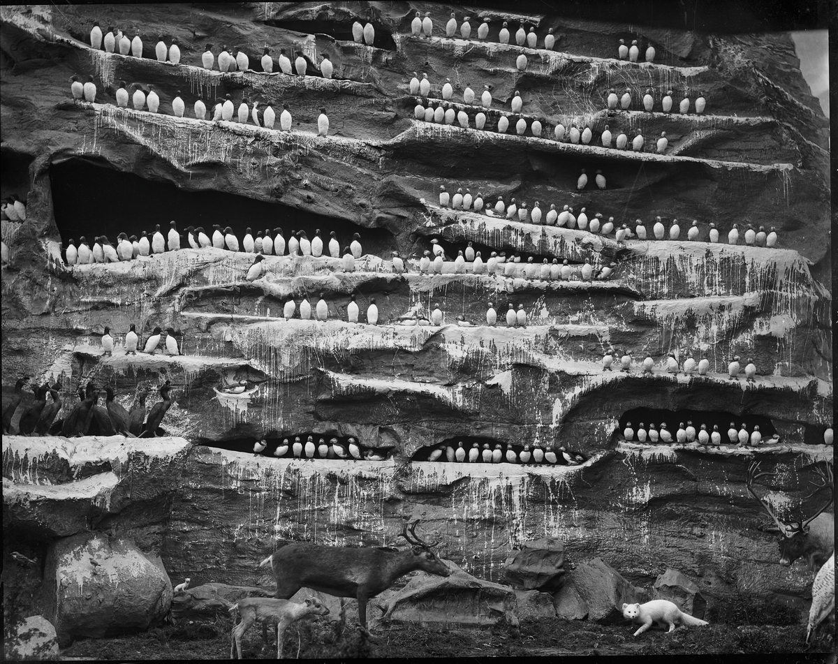 Diorama från Biologiska museets utställning om nordiskt djurliv i havs-, bergs- och skogsmiljö. Fotografi från omkring år 1900.
Biologiska museets utställning
Sillgrissla
Uria Aalge (Pontoppidan)
Lunnefågel
Fratercula Arctica (Linnaeus)
Skarv
Storskarv
Phalacrocorax Carbo (Linnaeus)
Ren
Rangifer Tarandus (Linnaeus)
Fjällräv
Vulpes Lagopus (Linnaeus)
Hermelin
Mustela Erminea (Linnaeus)