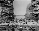 Diorama från Biologiska museets utställning om nordiskt djurliv i havs-, bergs- och skogsmiljö. Fotografi från omkring år 1900.
Biologiska museets utställning
Trana
Grus Grus (Linnaeus)