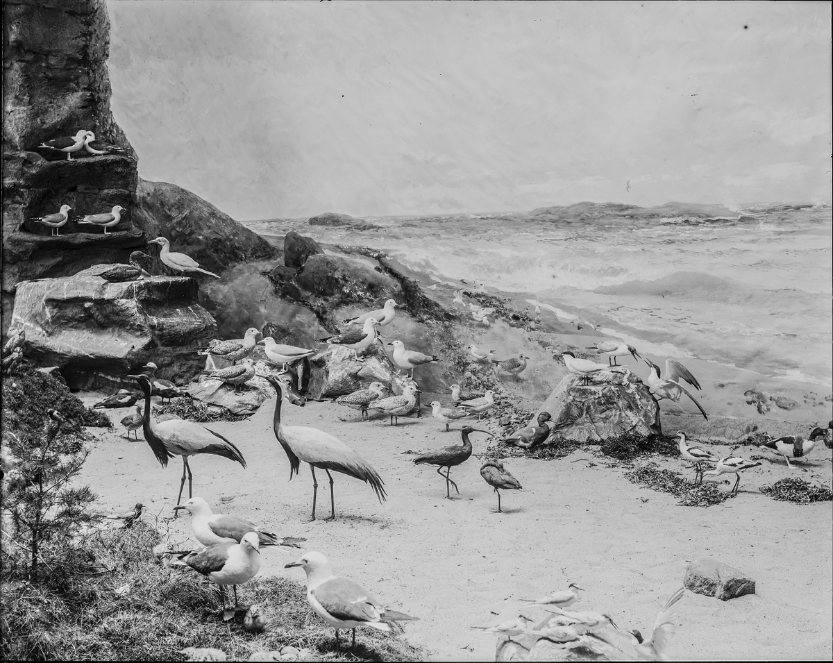 Diorama från Biologiska museets utställning om nordiskt djurliv i havs-, bergs- och skogsmiljö. Fotografi från omkring år 1900.
Biologiska museets utställning
Trana
Grus Grus (Linnaeus)