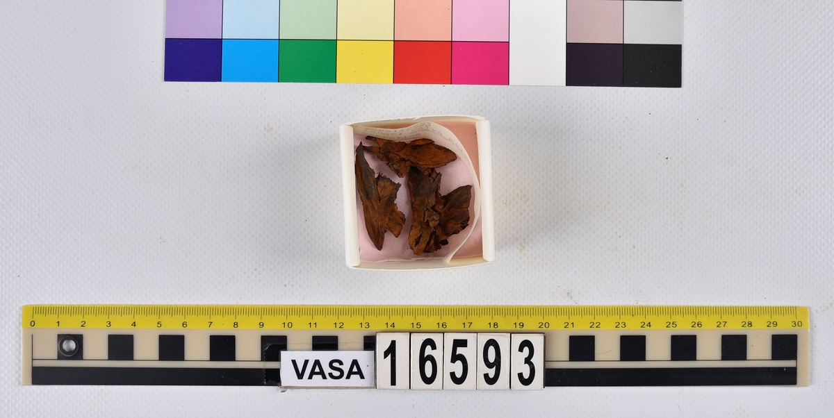 Ben från långa (Molva molva).
274 ben utöver en mängd av oräknade fenstrålar (lepidotrichia) och fenbärare (pterygiophori).
Benen består av 171 ben från olika huvuden och 103 från bål och stjärtar:
73 stjärtkotor (vertebrae caudales),
30 revben (costae),
12 (6+6) cleithra,
8 (5+3) praeopercularia,
7 (4+3) praemaxillaria,
7 (5+2) maxillaria,
7 (5+2) quadrata,
7 (4+3) dentalia,
7 (4+3) supracleithralia ventr.,
6 frontalia,
6 (4+2) ectopterygoidea,
6 (5+1) hyomandibularia,
6 (4+2) articularia,
6 (3+3) keratohyalia,
6 (4+2) scapulae,
5 ectehmoidalia,
5 (2+3) prootica,
5 lacrymalia,
5 (2+3) opercularia,
5 (2+3) interopercularia,
5 (4+1) palatina,
5 epihyalia,
4 (3+1) parietalia,
4 (1+3) pterotica,
4 supraoccipitalia,
4 vomeres,
3 (2+1) sphenotica,
3 exoccipitalia,
3 parasphenoidea,
3 supracleithralia dors.,
3 basipterygia,
2 mesethmoidalia,
1 intercalare,
1 infraorbitale post.,
1 symplecticum,
1 epioticum,
1 epibranchiale,
1 basihyale,
1 coracoideum.