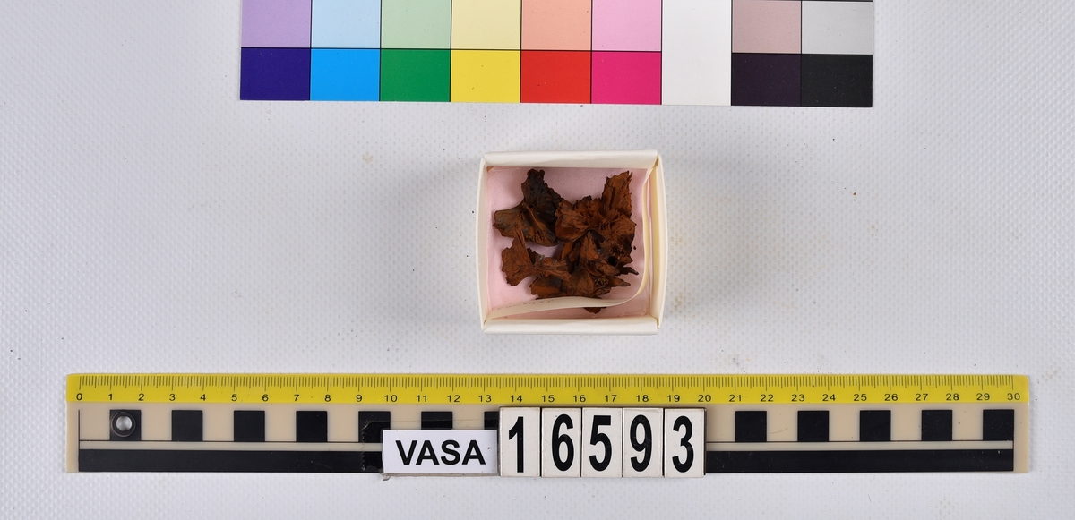 Ben från långa (Molva molva).
274 ben utöver en mängd av oräknade fenstrålar (lepidotrichia) och fenbärare (pterygiophori).
Benen består av 171 ben från olika huvuden och 103 från bål och stjärtar:
73 stjärtkotor (vertebrae caudales),
30 revben (costae),
12 (6+6) cleithra,
8 (5+3) praeopercularia,
7 (4+3) praemaxillaria,
7 (5+2) maxillaria,
7 (5+2) quadrata,
7 (4+3) dentalia,
7 (4+3) supracleithralia ventr.,
6 frontalia,
6 (4+2) ectopterygoidea,
6 (5+1) hyomandibularia,
6 (4+2) articularia,
6 (3+3) keratohyalia,
6 (4+2) scapulae,
5 ectehmoidalia,
5 (2+3) prootica,
5 lacrymalia,
5 (2+3) opercularia,
5 (2+3) interopercularia,
5 (4+1) palatina,
5 epihyalia,
4 (3+1) parietalia,
4 (1+3) pterotica,
4 supraoccipitalia,
4 vomeres,
3 (2+1) sphenotica,
3 exoccipitalia,
3 parasphenoidea,
3 supracleithralia dors.,
3 basipterygia,
2 mesethmoidalia,
1 intercalare,
1 infraorbitale post.,
1 symplecticum,
1 epioticum,
1 epibranchiale,
1 basihyale,
1 coracoideum.