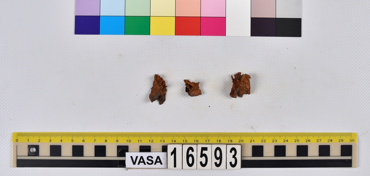 Ben från långa (Molva molva).
274 ben utöver en mängd av oräknade fenstrålar (lepidotrichia) och fenbärare (pterygiophori).
Benen består av 171 ben från olika huvuden och 103 från bål och stjärtar:
73 stjärtkotor (vertebrae caudales),
30 revben (costae),
12 (6+6) cleithra,
8 (5+3) praeopercularia,
7 (4+3) praemaxillaria,
7 (5+2) maxillaria,
7 (5+2) quadrata,
7 (4+3) dentalia,
7 (4+3) supracleithralia ventr.,
6 frontalia,
6 (4+2) ectopterygoidea,
6 (5+1) hyomandibularia,
6 (4+2) articularia,
6 (3+3) keratohyalia,
6 (4+2) scapulae,
5 ectehmoidalia,
5 (2+3) prootica,
5 lacrymalia,
5 (2+3) opercularia,
5 (2+3) interopercularia,
5 (4+1) palatina,
5 epihyalia,
4 (3+1) parietalia,
4 (1+3) pterotica,
4 supraoccipitalia,
4 vomeres,
3 (2+1) sphenotica,
3 exoccipitalia,
3 parasphenoidea,
3 supracleithralia dors.,
3 basipterygia,
2 mesethmoidalia,
1 intercalare,
1 infraorbitale post.,
1 symplecticum,
1 epioticum,
1 epibranchiale,
1 basihyale,
1 coracoideum.