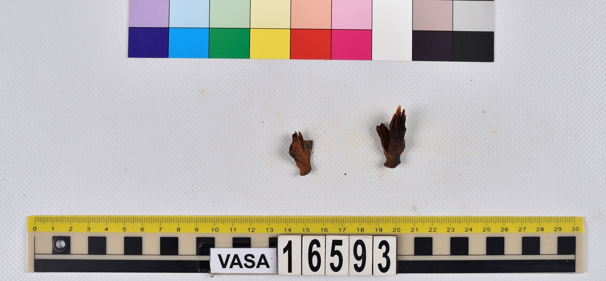 Ben från långa (Molva molva).
274 ben utöver en mängd av oräknade fenstrålar (lepidotrichia) och fenbärare (pterygiophori).
Benen består av 171 ben från olika huvuden och 103 från bål och stjärtar:
73 stjärtkotor (vertebrae caudales),
30 revben (costae),
12 (6+6) cleithra,
8 (5+3) praeopercularia,
7 (4+3) praemaxillaria,
7 (5+2) maxillaria,
7 (5+2) quadrata,
7 (4+3) dentalia,
7 (4+3) supracleithralia ventr.,
6 frontalia,
6 (4+2) ectopterygoidea,
6 (5+1) hyomandibularia,
6 (4+2) articularia,
6 (3+3) keratohyalia,
6 (4+2) scapulae,
5 ectehmoidalia,
5 (2+3) prootica,
5 lacrymalia,
5 (2+3) opercularia,
5 (2+3) interopercularia,
5 (4+1) palatina,
5 epihyalia,
4 (3+1) parietalia,
4 (1+3) pterotica,
4 supraoccipitalia,
4 vomeres,
3 (2+1) sphenotica,
3 exoccipitalia,
3 parasphenoidea,
3 supracleithralia dors.,
3 basipterygia,
2 mesethmoidalia,
1 intercalare,
1 infraorbitale post.,
1 symplecticum,
1 epioticum,
1 epibranchiale,
1 basihyale,
1 coracoideum.