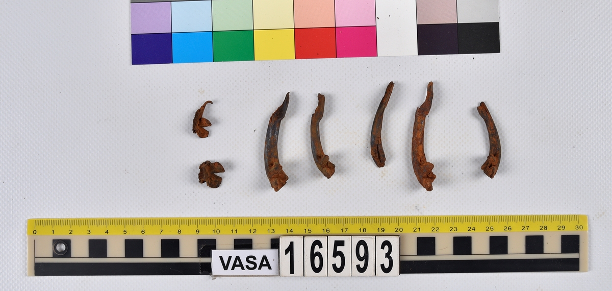 Ben från långa (Molva molva).
274 ben utöver en mängd av oräknade fenstrålar (lepidotrichia) och fenbärare (pterygiophori).
Benen består av 171 ben från olika huvuden och 103 från bål och stjärtar:
73 stjärtkotor (vertebrae caudales),
30 revben (costae),
12 (6+6) cleithra,
8 (5+3) praeopercularia,
7 (4+3) praemaxillaria,
7 (5+2) maxillaria,
7 (5+2) quadrata,
7 (4+3) dentalia,
7 (4+3) supracleithralia ventr.,
6 frontalia,
6 (4+2) ectopterygoidea,
6 (5+1) hyomandibularia,
6 (4+2) articularia,
6 (3+3) keratohyalia,
6 (4+2) scapulae,
5 ectehmoidalia,
5 (2+3) prootica,
5 lacrymalia,
5 (2+3) opercularia,
5 (2+3) interopercularia,
5 (4+1) palatina,
5 epihyalia,
4 (3+1) parietalia,
4 (1+3) pterotica,
4 supraoccipitalia,
4 vomeres,
3 (2+1) sphenotica,
3 exoccipitalia,
3 parasphenoidea,
3 supracleithralia dors.,
3 basipterygia,
2 mesethmoidalia,
1 intercalare,
1 infraorbitale post.,
1 symplecticum,
1 epioticum,
1 epibranchiale,
1 basihyale,
1 coracoideum.