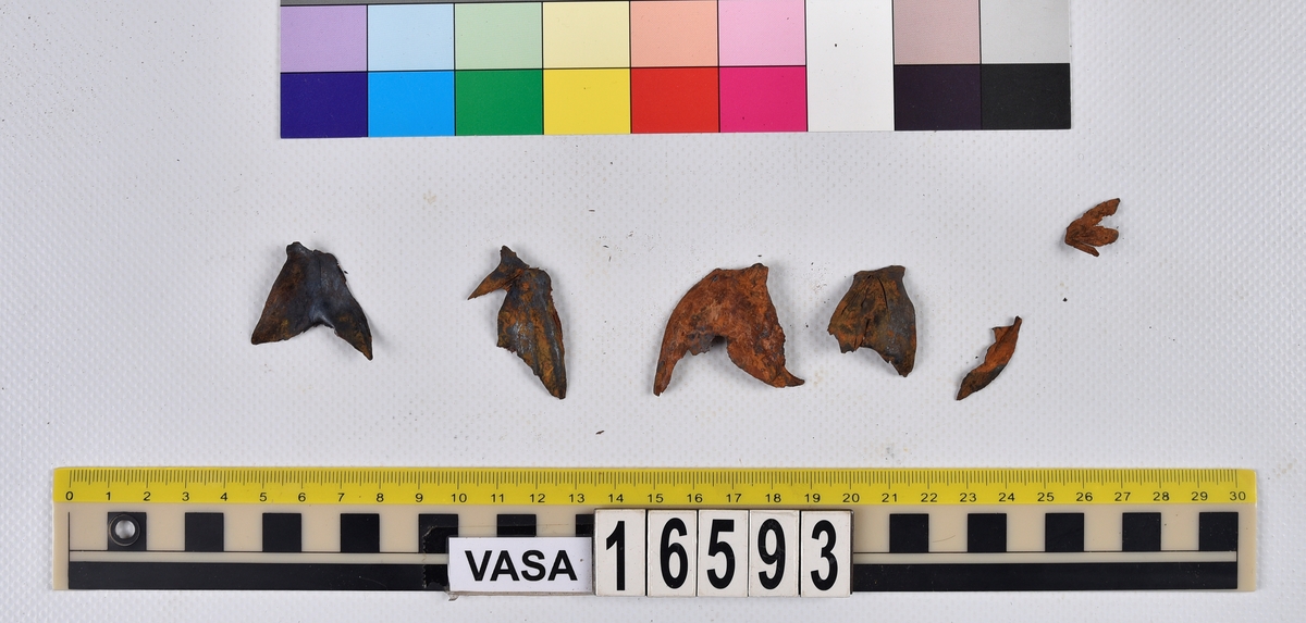 Ben från långa (Molva molva).
274 ben utöver en mängd av oräknade fenstrålar (lepidotrichia) och fenbärare (pterygiophori).
Benen består av 171 ben från olika huvuden och 103 från bål och stjärtar:
73 stjärtkotor (vertebrae caudales),
30 revben (costae),
12 (6+6) cleithra,
8 (5+3) praeopercularia,
7 (4+3) praemaxillaria,
7 (5+2) maxillaria,
7 (5+2) quadrata,
7 (4+3) dentalia,
7 (4+3) supracleithralia ventr.,
6 frontalia,
6 (4+2) ectopterygoidea,
6 (5+1) hyomandibularia,
6 (4+2) articularia,
6 (3+3) keratohyalia,
6 (4+2) scapulae,
5 ectehmoidalia,
5 (2+3) prootica,
5 lacrymalia,
5 (2+3) opercularia,
5 (2+3) interopercularia,
5 (4+1) palatina,
5 epihyalia,
4 (3+1) parietalia,
4 (1+3) pterotica,
4 supraoccipitalia,
4 vomeres,
3 (2+1) sphenotica,
3 exoccipitalia,
3 parasphenoidea,
3 supracleithralia dors.,
3 basipterygia,
2 mesethmoidalia,
1 intercalare,
1 infraorbitale post.,
1 symplecticum,
1 epioticum,
1 epibranchiale,
1 basihyale,
1 coracoideum.