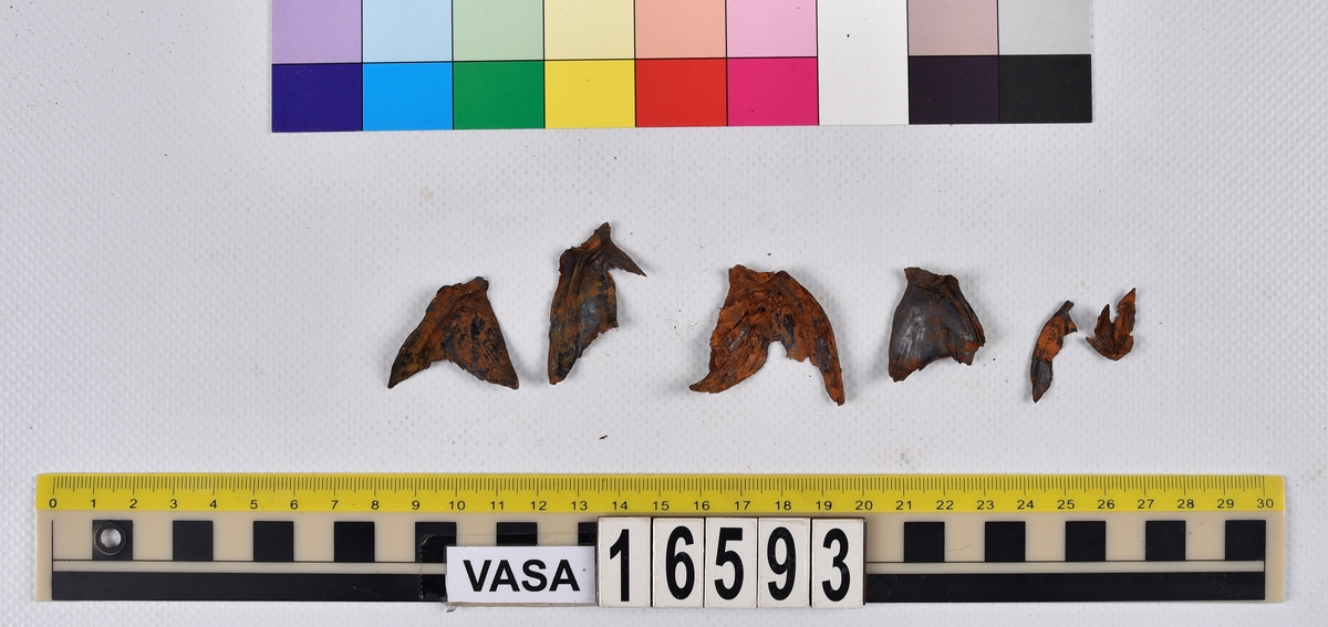 Ben från långa (Molva molva).
274 ben utöver en mängd av oräknade fenstrålar (lepidotrichia) och fenbärare (pterygiophori).
Benen består av 171 ben från olika huvuden och 103 från bål och stjärtar:
73 stjärtkotor (vertebrae caudales),
30 revben (costae),
12 (6+6) cleithra,
8 (5+3) praeopercularia,
7 (4+3) praemaxillaria,
7 (5+2) maxillaria,
7 (5+2) quadrata,
7 (4+3) dentalia,
7 (4+3) supracleithralia ventr.,
6 frontalia,
6 (4+2) ectopterygoidea,
6 (5+1) hyomandibularia,
6 (4+2) articularia,
6 (3+3) keratohyalia,
6 (4+2) scapulae,
5 ectehmoidalia,
5 (2+3) prootica,
5 lacrymalia,
5 (2+3) opercularia,
5 (2+3) interopercularia,
5 (4+1) palatina,
5 epihyalia,
4 (3+1) parietalia,
4 (1+3) pterotica,
4 supraoccipitalia,
4 vomeres,
3 (2+1) sphenotica,
3 exoccipitalia,
3 parasphenoidea,
3 supracleithralia dors.,
3 basipterygia,
2 mesethmoidalia,
1 intercalare,
1 infraorbitale post.,
1 symplecticum,
1 epioticum,
1 epibranchiale,
1 basihyale,
1 coracoideum.