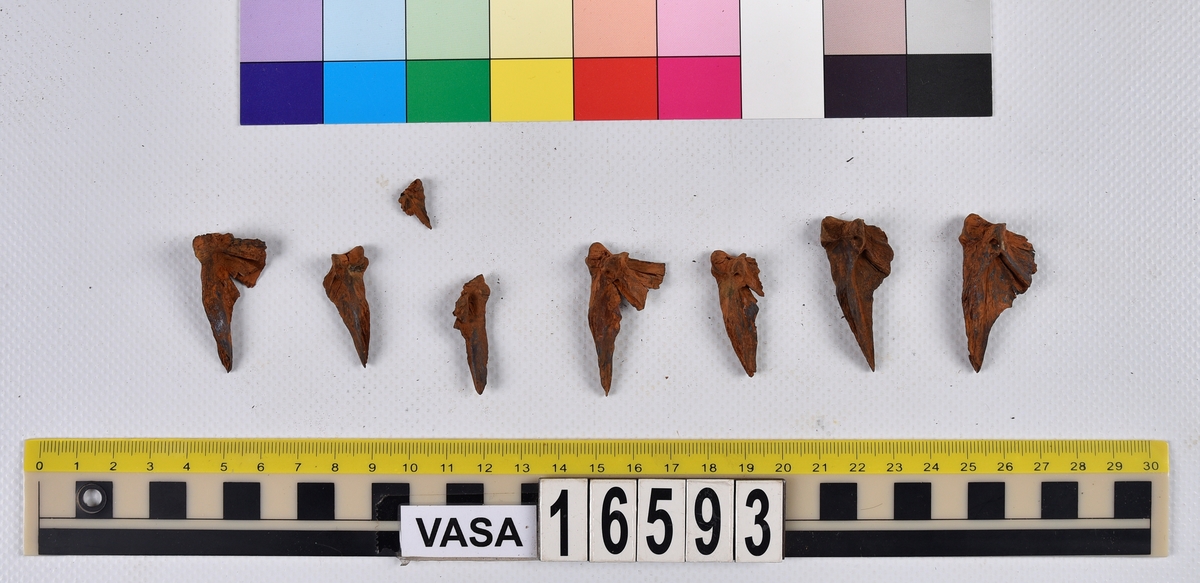 Ben från långa (Molva molva).
274 ben utöver en mängd av oräknade fenstrålar (lepidotrichia) och fenbärare (pterygiophori).
Benen består av 171 ben från olika huvuden och 103 från bål och stjärtar:
73 stjärtkotor (vertebrae caudales),
30 revben (costae),
12 (6+6) cleithra,
8 (5+3) praeopercularia,
7 (4+3) praemaxillaria,
7 (5+2) maxillaria,
7 (5+2) quadrata,
7 (4+3) dentalia,
7 (4+3) supracleithralia ventr.,
6 frontalia,
6 (4+2) ectopterygoidea,
6 (5+1) hyomandibularia,
6 (4+2) articularia,
6 (3+3) keratohyalia,
6 (4+2) scapulae,
5 ectehmoidalia,
5 (2+3) prootica,
5 lacrymalia,
5 (2+3) opercularia,
5 (2+3) interopercularia,
5 (4+1) palatina,
5 epihyalia,
4 (3+1) parietalia,
4 (1+3) pterotica,
4 supraoccipitalia,
4 vomeres,
3 (2+1) sphenotica,
3 exoccipitalia,
3 parasphenoidea,
3 supracleithralia dors.,
3 basipterygia,
2 mesethmoidalia,
1 intercalare,
1 infraorbitale post.,
1 symplecticum,
1 epioticum,
1 epibranchiale,
1 basihyale,
1 coracoideum.