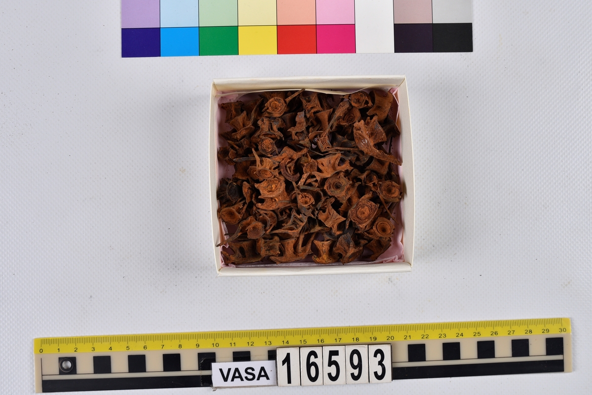 Ben från långa (Molva molva).
274 ben utöver en mängd av oräknade fenstrålar (lepidotrichia) och fenbärare (pterygiophori).
Benen består av 171 ben från olika huvuden och 103 från bål och stjärtar:
73 stjärtkotor (vertebrae caudales),
30 revben (costae),
12 (6+6) cleithra,
8 (5+3) praeopercularia,
7 (4+3) praemaxillaria,
7 (5+2) maxillaria,
7 (5+2) quadrata,
7 (4+3) dentalia,
7 (4+3) supracleithralia ventr.,
6 frontalia,
6 (4+2) ectopterygoidea,
6 (5+1) hyomandibularia,
6 (4+2) articularia,
6 (3+3) keratohyalia,
6 (4+2) scapulae,
5 ectehmoidalia,
5 (2+3) prootica,
5 lacrymalia,
5 (2+3) opercularia,
5 (2+3) interopercularia,
5 (4+1) palatina,
5 epihyalia,
4 (3+1) parietalia,
4 (1+3) pterotica,
4 supraoccipitalia,
4 vomeres,
3 (2+1) sphenotica,
3 exoccipitalia,
3 parasphenoidea,
3 supracleithralia dors.,
3 basipterygia,
2 mesethmoidalia,
1 intercalare,
1 infraorbitale post.,
1 symplecticum,
1 epioticum,
1 epibranchiale,
1 basihyale,
1 coracoideum.