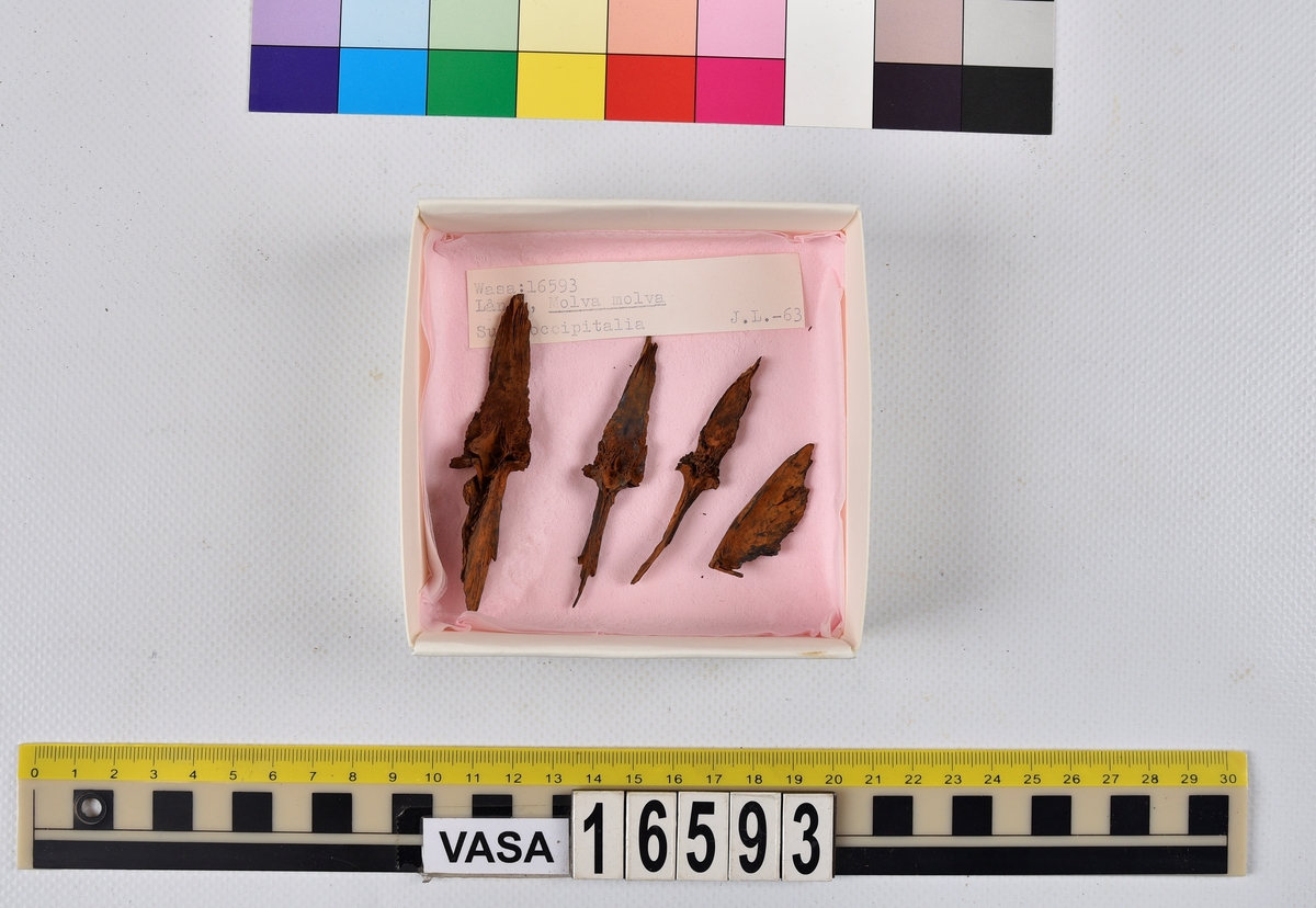 Ben från långa (Molva molva).
274 ben utöver en mängd av oräknade fenstrålar (lepidotrichia) och fenbärare (pterygiophori).
Benen består av 171 ben från olika huvuden och 103 från bål och stjärtar:
73 stjärtkotor (vertebrae caudales),
30 revben (costae),
12 (6+6) cleithra,
8 (5+3) praeopercularia,
7 (4+3) praemaxillaria,
7 (5+2) maxillaria,
7 (5+2) quadrata,
7 (4+3) dentalia,
7 (4+3) supracleithralia ventr.,
6 frontalia,
6 (4+2) ectopterygoidea,
6 (5+1) hyomandibularia,
6 (4+2) articularia,
6 (3+3) keratohyalia,
6 (4+2) scapulae,
5 ectehmoidalia,
5 (2+3) prootica,
5 lacrymalia,
5 (2+3) opercularia,
5 (2+3) interopercularia,
5 (4+1) palatina,
5 epihyalia,
4 (3+1) parietalia,
4 (1+3) pterotica,
4 supraoccipitalia,
4 vomeres,
3 (2+1) sphenotica,
3 exoccipitalia,
3 parasphenoidea,
3 supracleithralia dors.,
3 basipterygia,
2 mesethmoidalia,
1 intercalare,
1 infraorbitale post.,
1 symplecticum,
1 epioticum,
1 epibranchiale,
1 basihyale,
1 coracoideum.