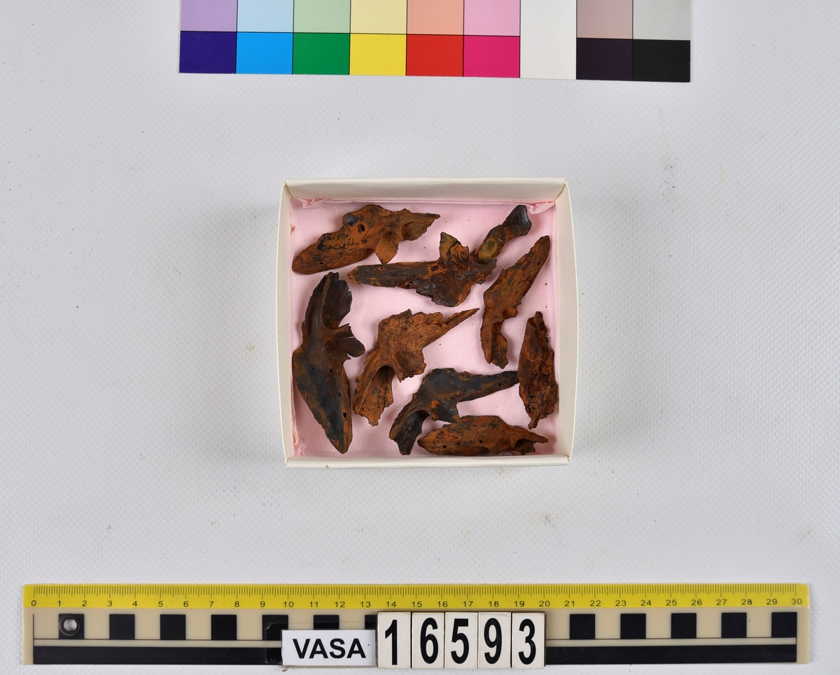 Ben från långa (Molva molva).
274 ben utöver en mängd av oräknade fenstrålar (lepidotrichia) och fenbärare (pterygiophori).
Benen består av 171 ben från olika huvuden och 103 från bål och stjärtar:
73 stjärtkotor (vertebrae caudales),
30 revben (costae),
12 (6+6) cleithra,
8 (5+3) praeopercularia,
7 (4+3) praemaxillaria,
7 (5+2) maxillaria,
7 (5+2) quadrata,
7 (4+3) dentalia,
7 (4+3) supracleithralia ventr.,
6 frontalia,
6 (4+2) ectopterygoidea,
6 (5+1) hyomandibularia,
6 (4+2) articularia,
6 (3+3) keratohyalia,
6 (4+2) scapulae,
5 ectehmoidalia,
5 (2+3) prootica,
5 lacrymalia,
5 (2+3) opercularia,
5 (2+3) interopercularia,
5 (4+1) palatina,
5 epihyalia,
4 (3+1) parietalia,
4 (1+3) pterotica,
4 supraoccipitalia,
4 vomeres,
3 (2+1) sphenotica,
3 exoccipitalia,
3 parasphenoidea,
3 supracleithralia dors.,
3 basipterygia,
2 mesethmoidalia,
1 intercalare,
1 infraorbitale post.,
1 symplecticum,
1 epioticum,
1 epibranchiale,
1 basihyale,
1 coracoideum.
