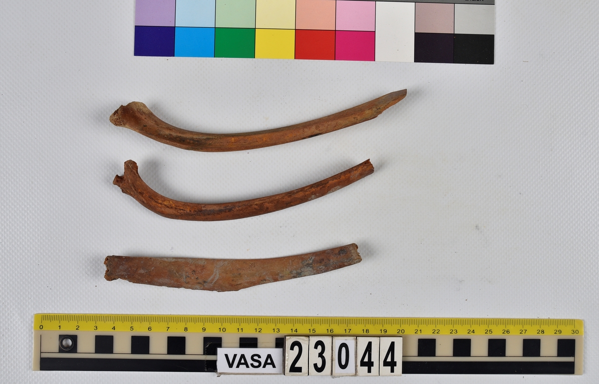 Ben från nötkreatur (Bos taurus).
17 st. delar av revben (costae).
1 st. del av bäckenben (pelvis).
1 st. del av första halskotan (atlas).
1 st. del av halskota (vertebrae cervicale).
1 st. del av bröstkota (vertebrae thoracale).
4 st. delar av lårben (femur).