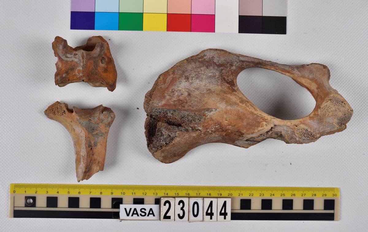 Ben från nötkreatur (Bos taurus).
17 st. delar av revben (costae).
1 st. del av bäckenben (pelvis).
1 st. del av första halskotan (atlas).
1 st. del av halskota (vertebrae cervicale).
1 st. del av bröstkota (vertebrae thoracale).
4 st. delar av lårben (femur).