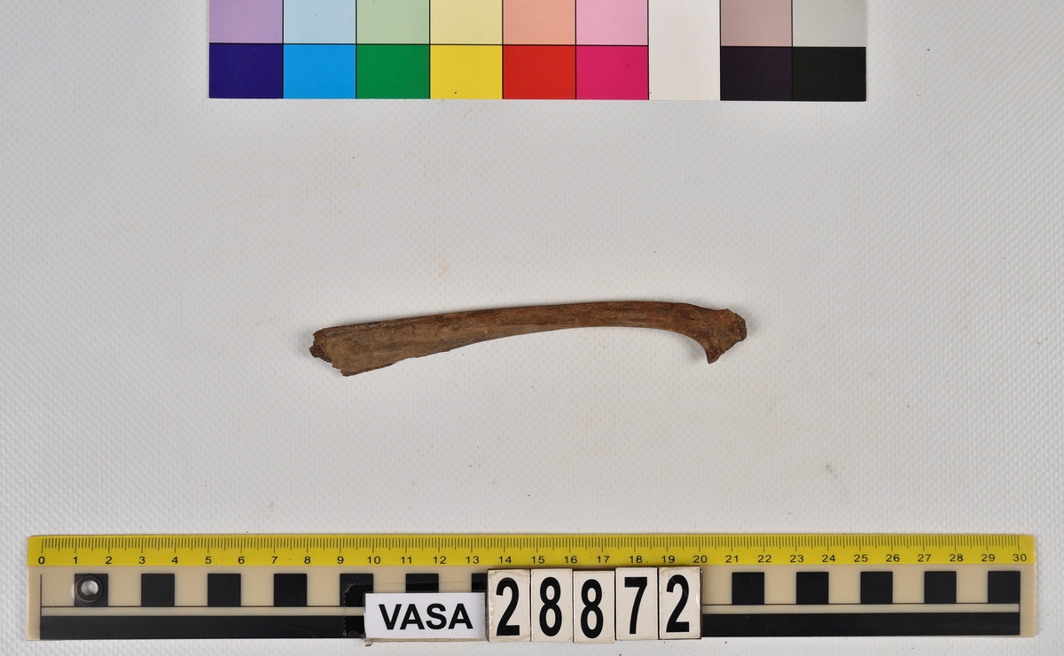 Ben från får/get (Ovis aries/Capra hircus).
1 st. revbensfragment (costae).