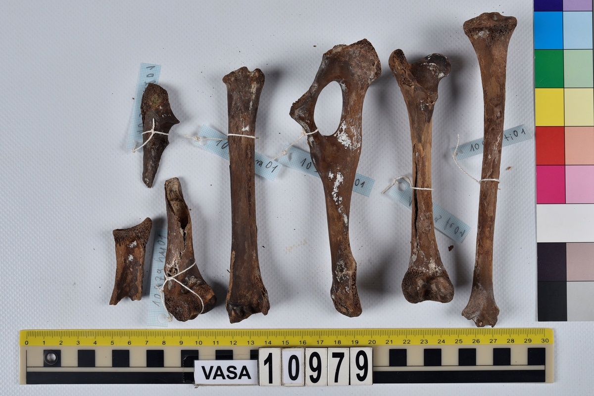 Ben från får/get (Ovis aries/Capra hircus).
1 st. fragment av skulderblad (scapula).
1 st. överarm (humerus).
1 st. strålben (radius).
1 st armbågsben (ulna).
1 st. lårben (femur).
1 st. skenben (tibia).
1 st. del av bäckenben ( del av pelvis).