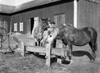 Åsmundshyttan. Hästarna Flora och Jonas vattnas efter dagens arbete av stalldrängarna  Joel Hansson och Arnold Jönsson. Bilden finns med i Torsåkers Fotohistoriska Sällskap. Bild 5:10.