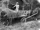 Joel Hansson lastar in hö i Hoprönningsladan. Ladan flyttades hem till gården 1971.