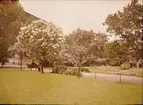 Lumières-autokrom. Syrener i parken vid Nordiska museet. Fotograferad i juni 1912.