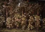 Lumières-autokrom. Stureparken fuchsior. Fotograferad i juni 1912 vid Olympiska spelen.