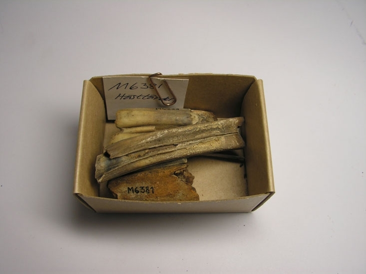4 delar från hästtänder. 
Inskriven i huvudboken: 1934