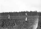 Skogsröjning. Tidsomfånget är 1900 - 1940