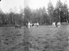 I hagen med korna. Tidsomfånget är 1900 - 1940
