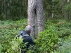 Tjärtall
Foto av tjärtall. Spår av sk tjäruväckeri, där levande tallar skattades på tjärved. Analys från dendrokronologiska laboratoriet i Lund visar att tallens groddår är 1720. Den senaste säkra tjärvedsskattningen bedöms vara ca 1829. Bredvid tallen sitter Per Holmgren.
509 b, 2007-07-15, reg i FMIS