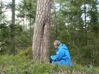 Tjärtall
Foto av tjärtall. Spår efter sk tjäruväckeri, där levande tallar skattades på tjärved. Bredvid tallen sitter Per Holmgren.
Analys från dendrokronologiska laboratoriet i Lund visar att tallens groddår är ca 1800. Senaste tjärvedsskattningen bedöms vara gjord ca 1882.
Raä 156 e.