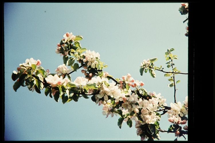 Blommande äppelgren. Växjö sent 1950-tal.