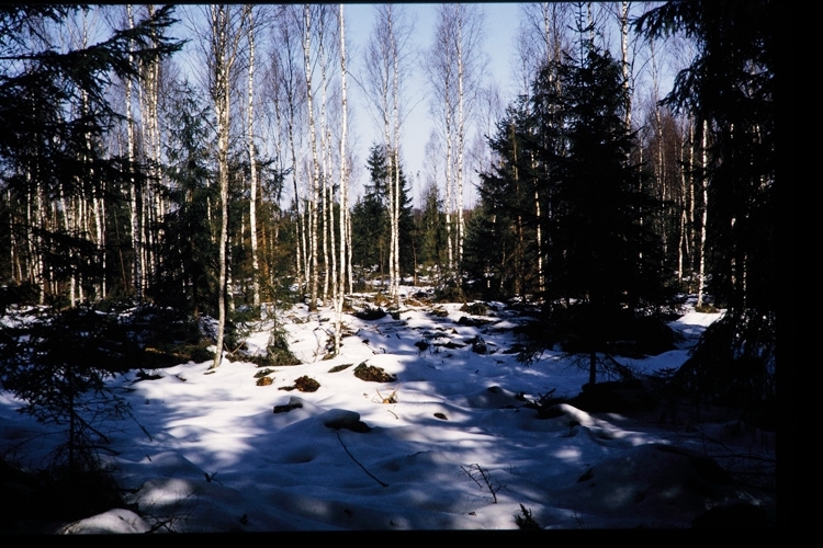 Skogsglänta på Västra Mark i Växjö en marsdag 1971.